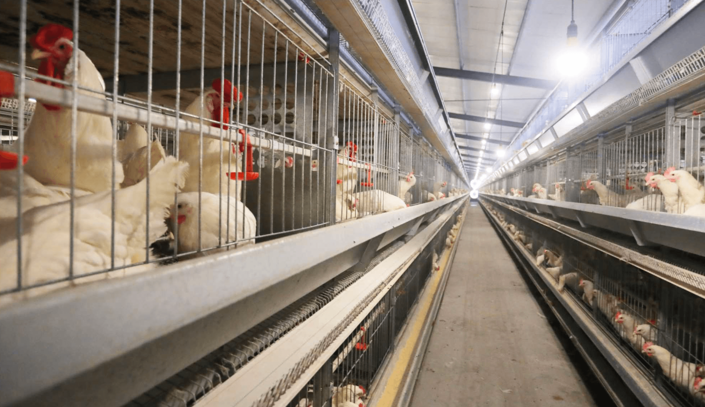 Agricultural Supply Chain